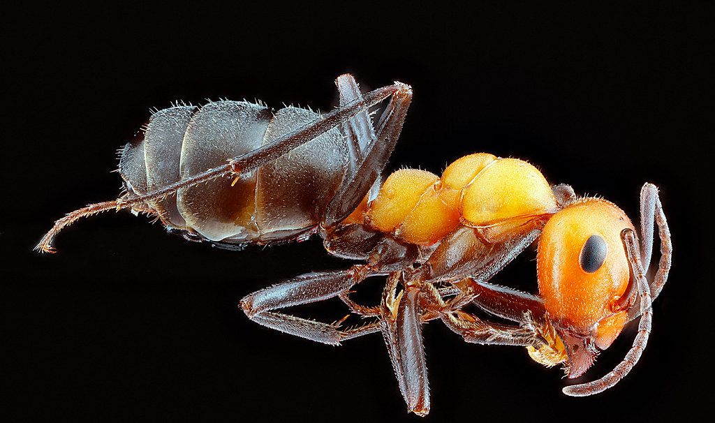 Ant Control service in Paterson, NJ