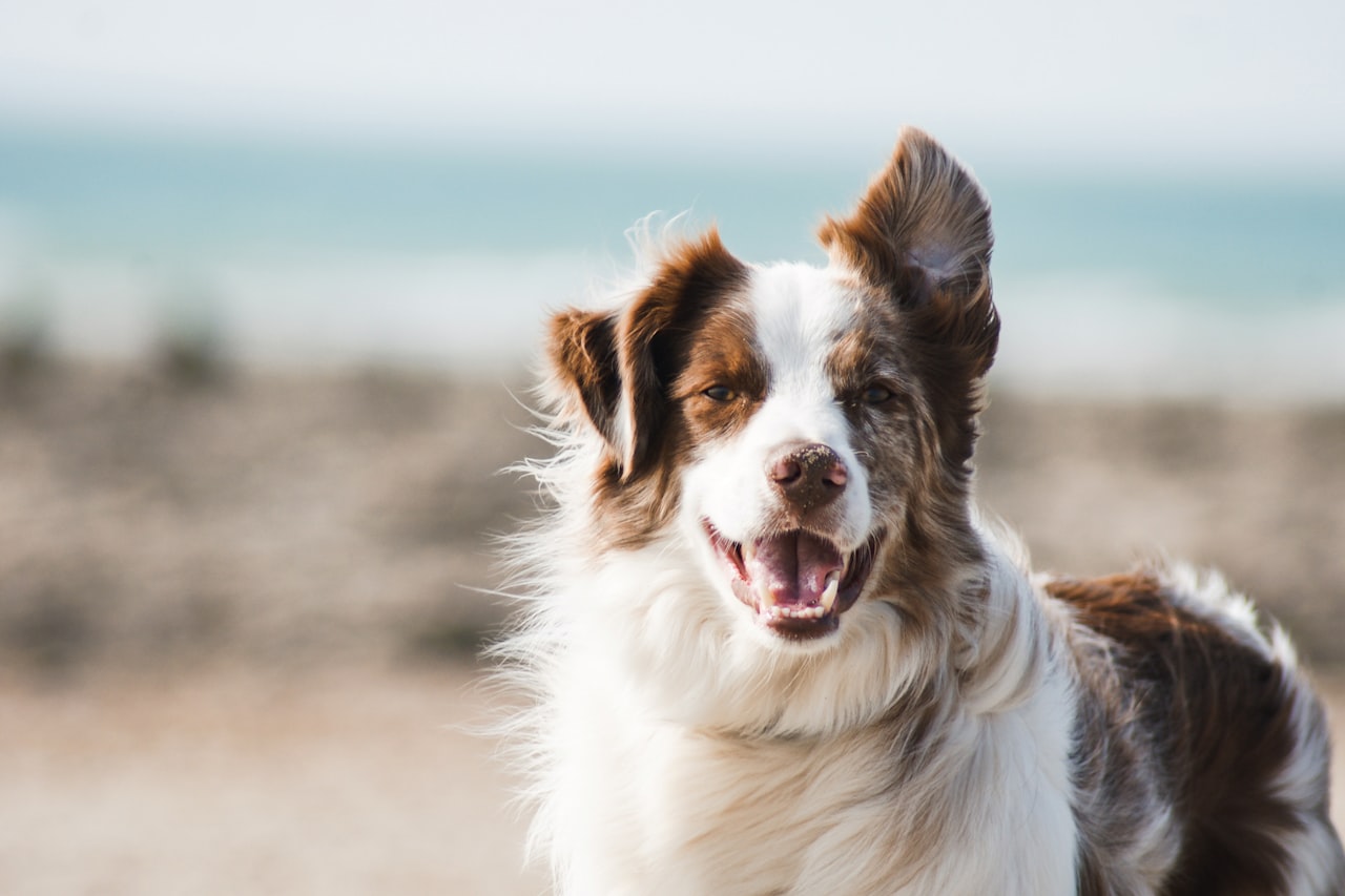 Flea & Tick Control service in Paterson, NJ