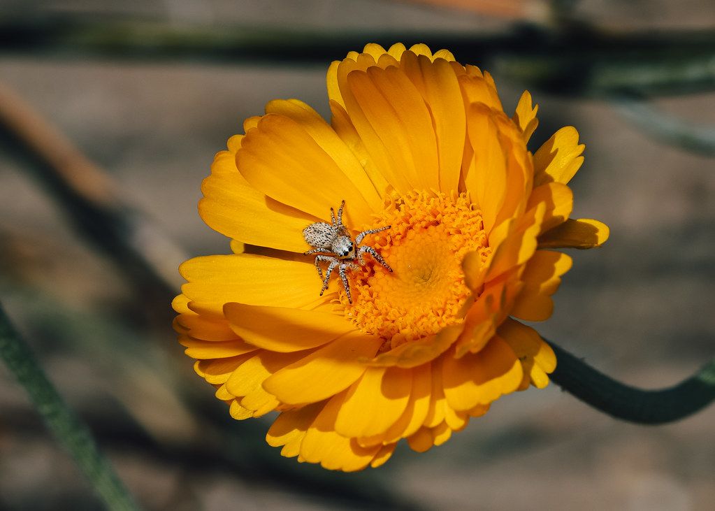 Spider Control service in Paterson, NJ